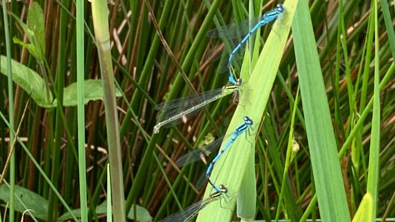 Twee mannetjes en twee vrouwtjes van de azuurwaterjuffer (foto: Linda van Valburg).