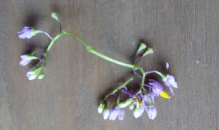 Bloempjes van de plant bitterzoet (foto: Bob van Soolingen).