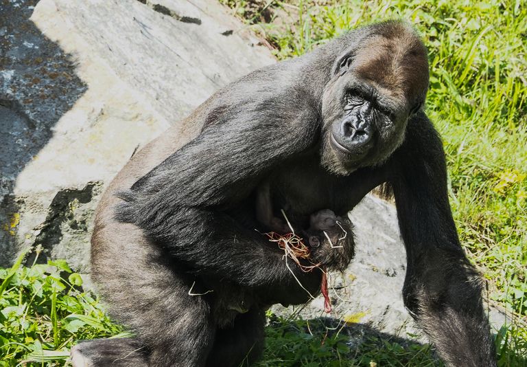 Foto: Safaripark Beekse Bergen.