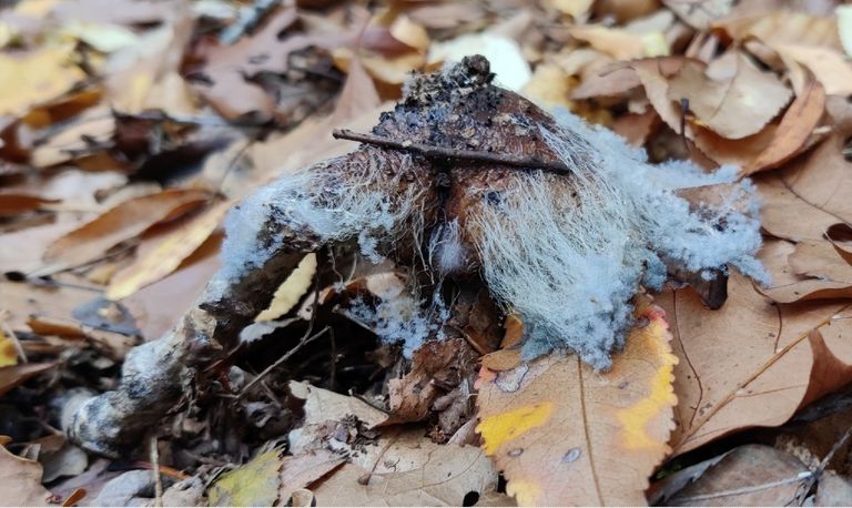 Schimmel eet boleet op, en zo wordt in een natuurlijk systeem alles netjes opgeruimd, foto José Geerts 