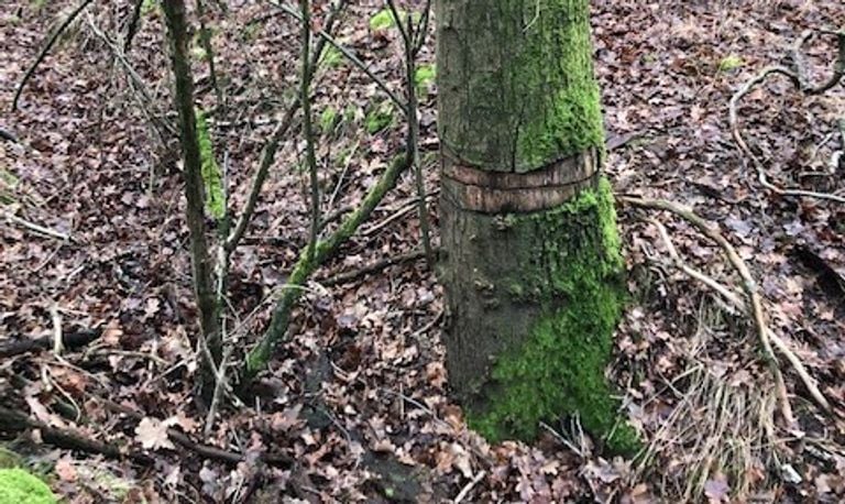 Een geringde boom (foto: Jeanny en Frans Hollander).