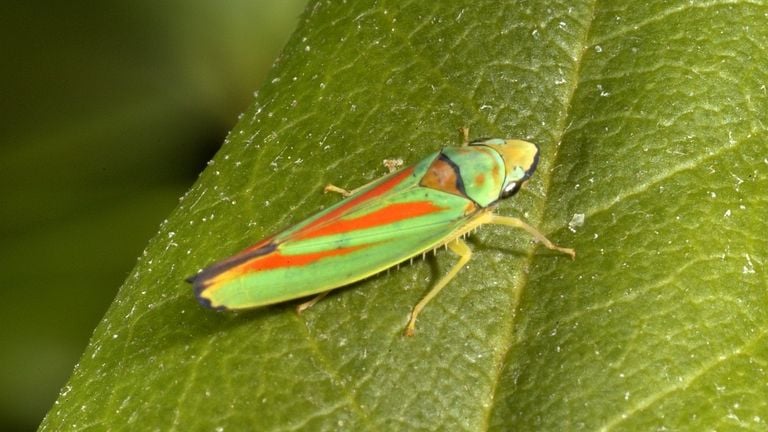 Een van de zangcicades (foto: Saxifraga).