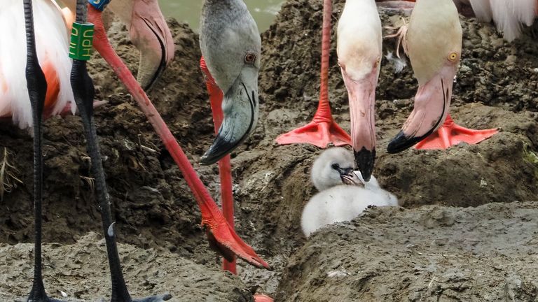 (foto: Beekse Bergen/Mariska Vermij-van Dijk).