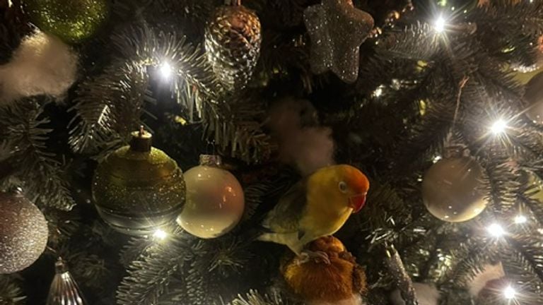 Een Fischers agapornis in de kerstboom (foto: Justin Roovers).