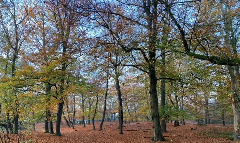Een beukenbos met nog bladeren aan de bomen (foto: Frans Kapteijns).