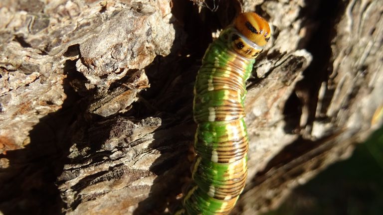 Een dennenpijlstaartrups heeft een dennenboom bereikt (foto: Loes Westgeest).