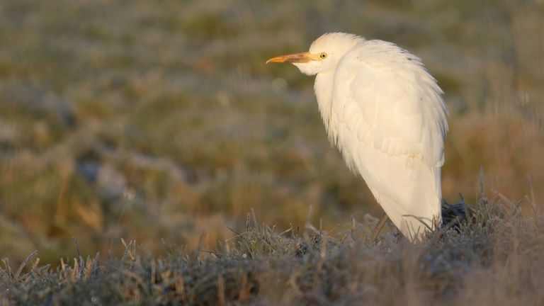 Koereiger (Jonathan Leeuwis/Staatsbosbeheer)