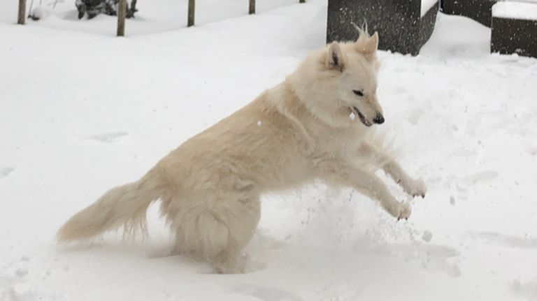 Zwitserse herders zijn dol op de sneeuw. Foto: Barry Boetzkes