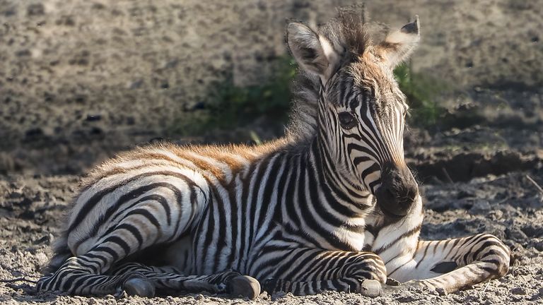 Chronos relaxt in het Hilvarenbeekse zand (foto: Safaripark Beekse Bergen).