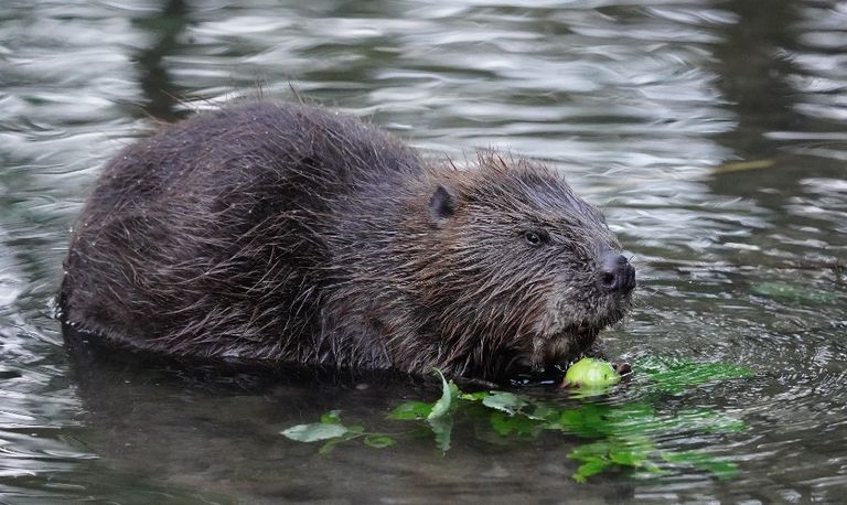 Een bever (foto: Ralf S. via Pixabay).