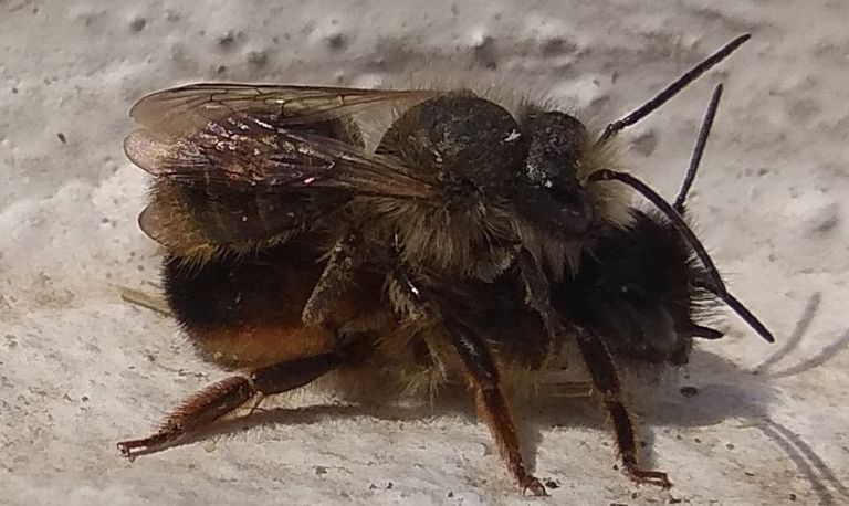 De paring van rosse metselbijen (foto: Karin Slob).
