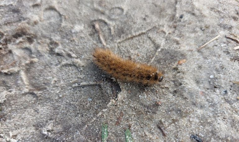 Rups van de kleine beervlinder (foto: Hannie Houben).