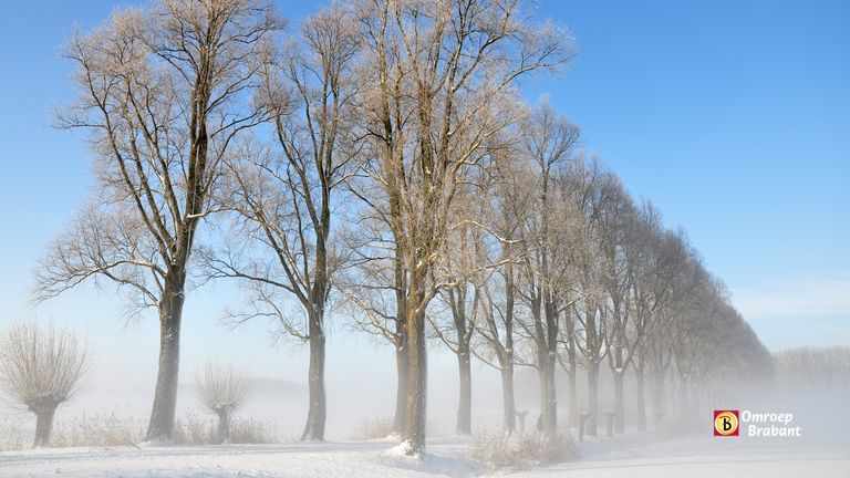 Bomenpracht. (Ans van Ballegooy, Rosmalen)