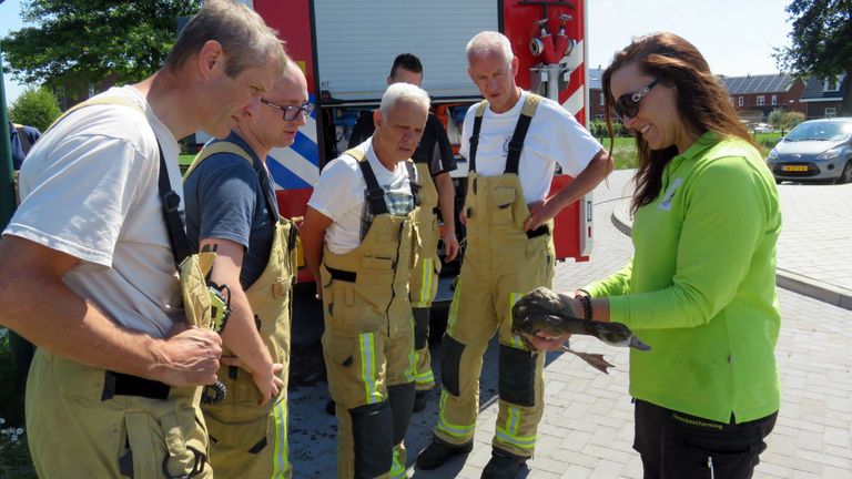 De brandweer en de Dierenambulance Brabant Zuid-Oost bij gezamenlijke reddingsactie (foto: Dierenambulance Brabant Zuid-Oost).