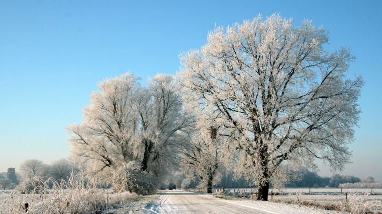 Frost. (Foto: Marc en Lies, Nederhemert)