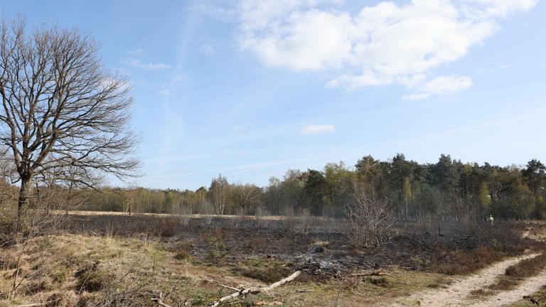 Zwartgeblakerde Vughtse Heide (foto: Bart Meester/SQ Vision)