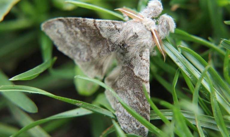 De nachtvlinder meriansborstel (foto: Mariëlle van der Steen).