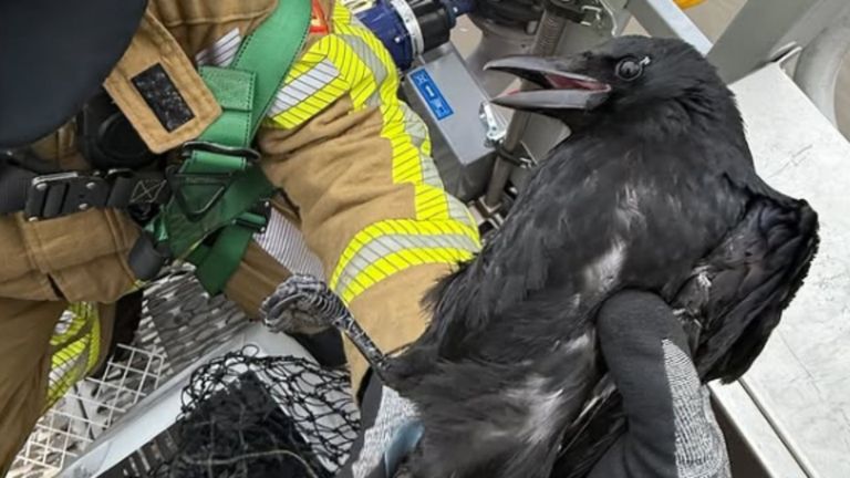 Brandweer haalt vogel uit vislijn (foto: rick_brandweermwb).