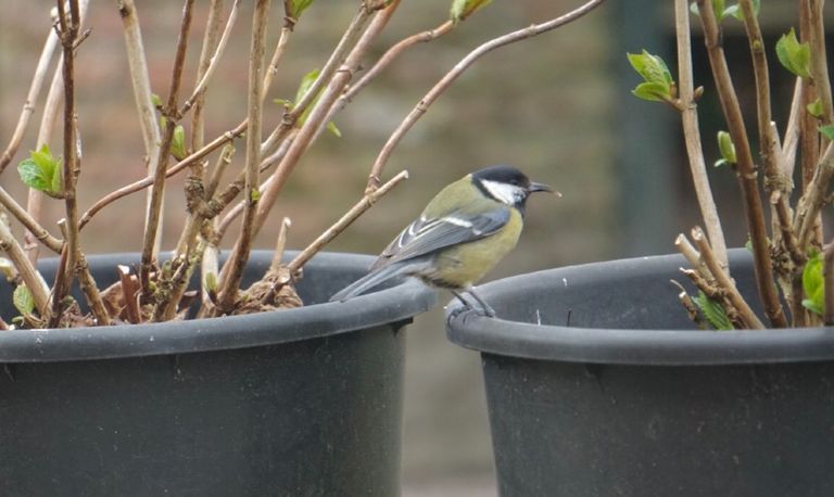 Een koolmees met een heel lange snavel (foto: Wies Rens).