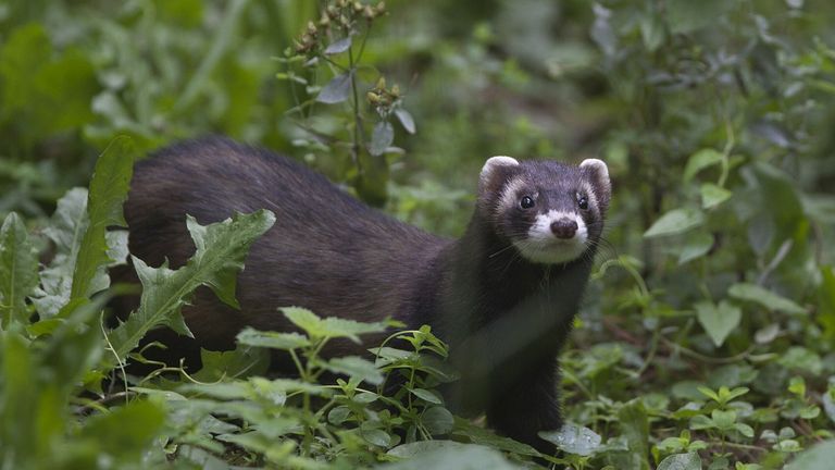 Een bunzing (foto: Saxifraga/Mark Zekhuis).