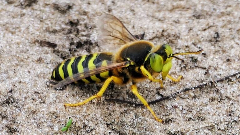 Een harkwesp met prachtige ogen (foto: Marianne Wijten).