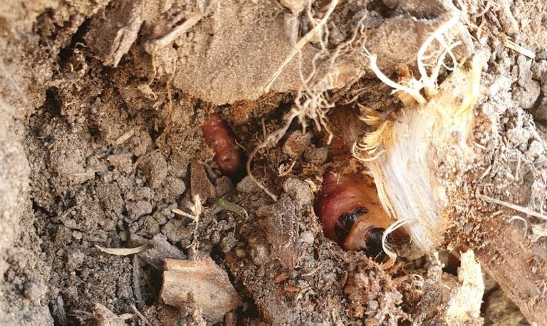 Een wilgenhoutrups (foto: Colinda van Grinsven).