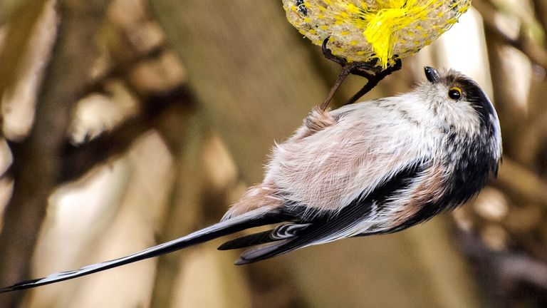 Een staartmees doet zich te goed aan wat lekkers (foto: Kathy B_scher via Pixabay).