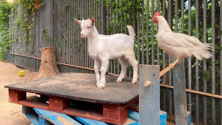 Ze eten, slapen en spelen samen (foto: De Doornakker).