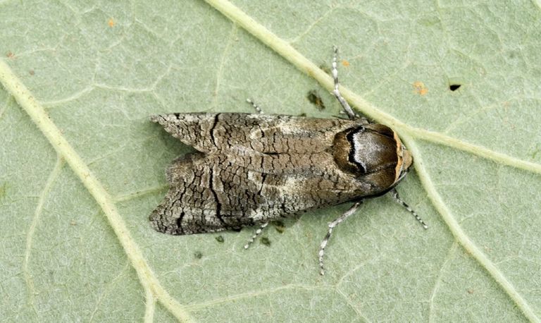 Een wilgenhoutrupsvlinder (foto: Saxifraga/Marijke Verhagen).