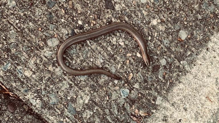 Een hazelworm (foto: John Joossen).