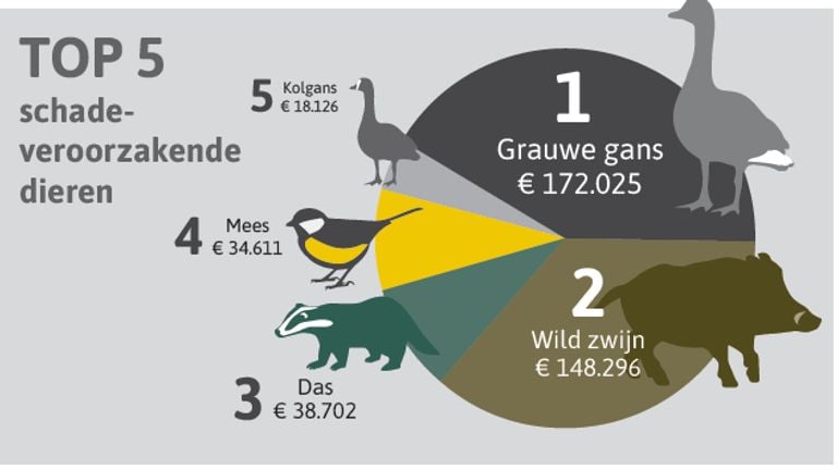 De gans maar ook de mees richten veel schade aan, aangewassen (plaatje: BIJ12)