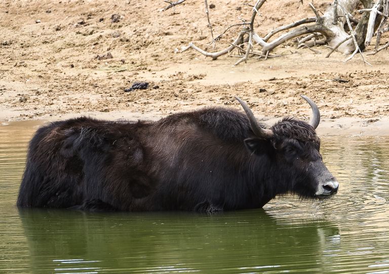 Als de voeten maar koel zijn (foto:Beekse Bergen/Mariska Vermij - van Dijk.)