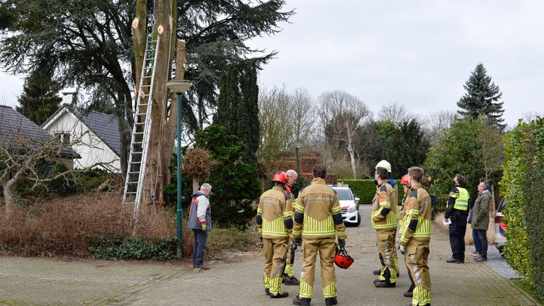 De boomwerker raakte gewond door een vallende tak op zijn hoofd (foto: SQVision)