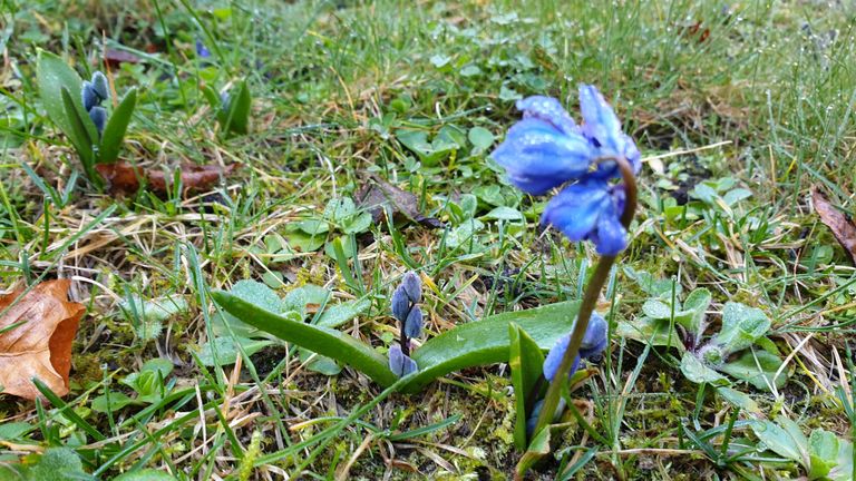 Bijna bloeiende boshyacinten op het gazon (foto: Martin Neggers).