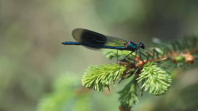 Een weidebeekjuffermannetje (foto: Antoin van der Heijden).