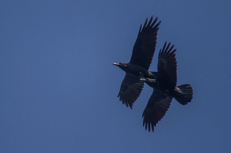 Het ravenkoppel van de Maashorst in vlucht (Foto: Vogelwacht Uden)