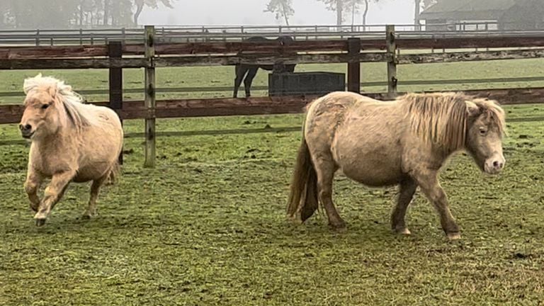 De pony's in de wei met rechts de vindplaats van de granaat (foto: privébeeld)