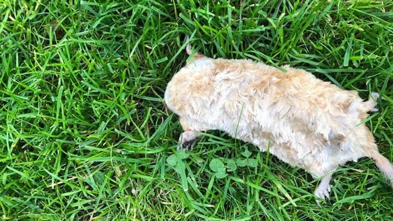 De albino mol ligt nu in de vriezer (foto:Wim van Hal) 