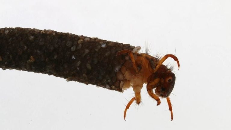 De larve van een kokerjuffer, lepidostoma basale (foto: Dorine Dekkers).