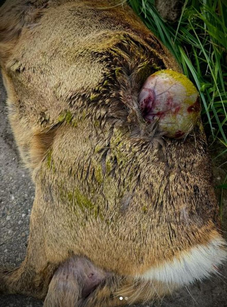 De drachtige reegeit werd 'meer dood dan levend' door de boa gevonden (foto: Instagram Boa Staatsbosbeheer).