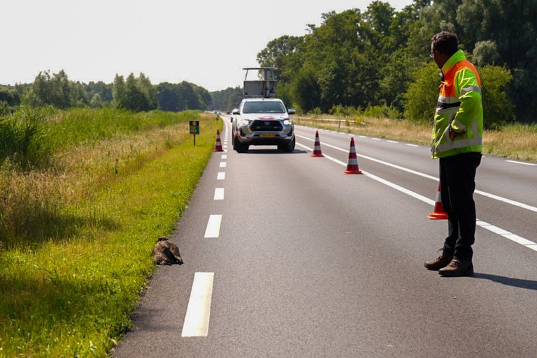 De rijstrook van de N279 werd vanwege de gewonde roofvogel tijdelijk afgezet (foto: Harrie Grijseels/SQ Vision).