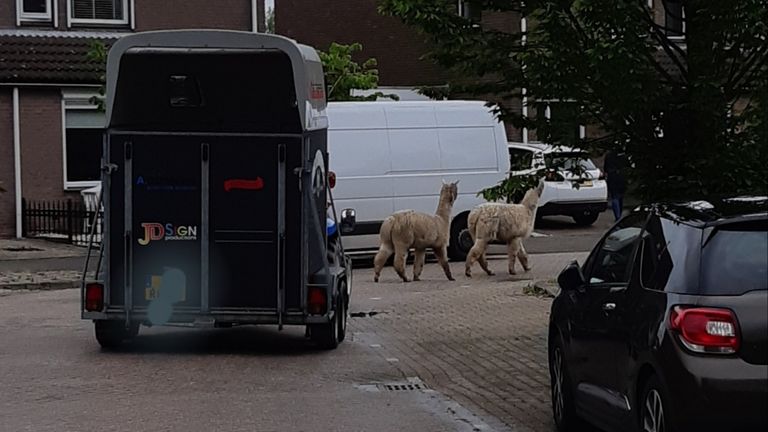 De alpaca's aan de wandel (foto: wijkagent Johan Damen).