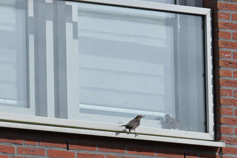 Een andere vogel komt een kijkje nemen (Foto: Tom van der Put/SQ Vision)
