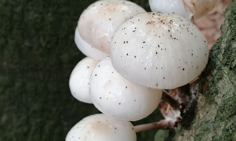 Paddenstoelen met een suikerlaagje (foto: Annet Hurkmans).