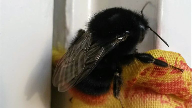 Prachtig donzige steenhommel op een balkon (foto: Ieke Kereh).