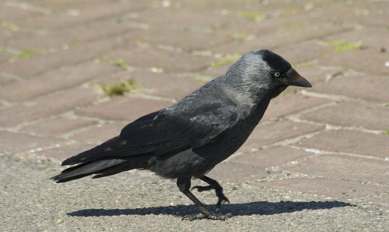 Een kauw (foto: Saxifraga/Jan van der Straaten).