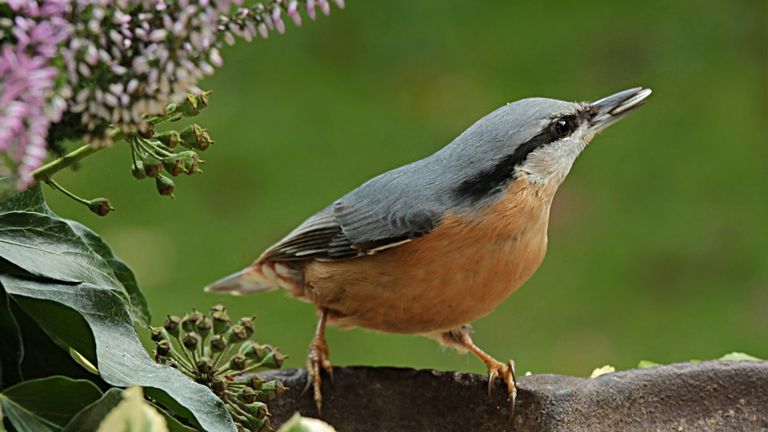 Een boomklever (foto: Christiane via Pixabay).