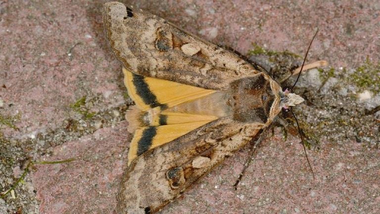 De nachtvlinder huismoeder (foto: Saxifraga/Peter Gergely).