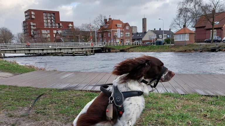 Hond Guus waait bijna weg. (Foto: Rosalie Baeten, Tilburg)