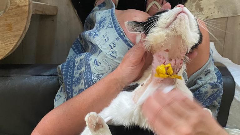 De kat kreeg een drain in zijn hals (foto: Angelie Linders).